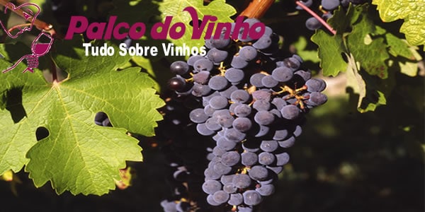 Uva Cabernet Sauvignon