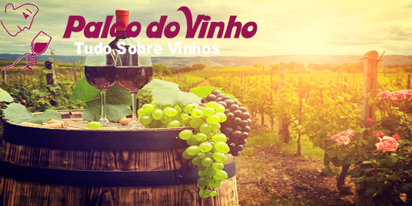 Dicas iniciantes no vinho: Guia prático para apreciar a bebida