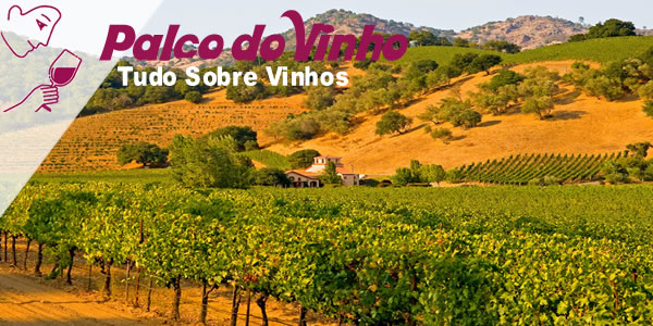 Sabor e Origem: Entenda o Terroir dos Vinhos do Vale do Douro