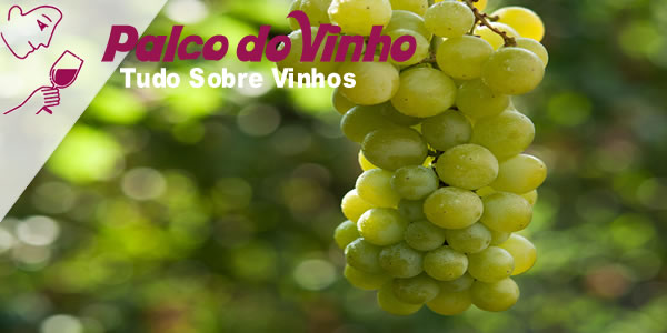 Moscatel: Descubra os Segredos Deste Vinho Aromático e Versátil