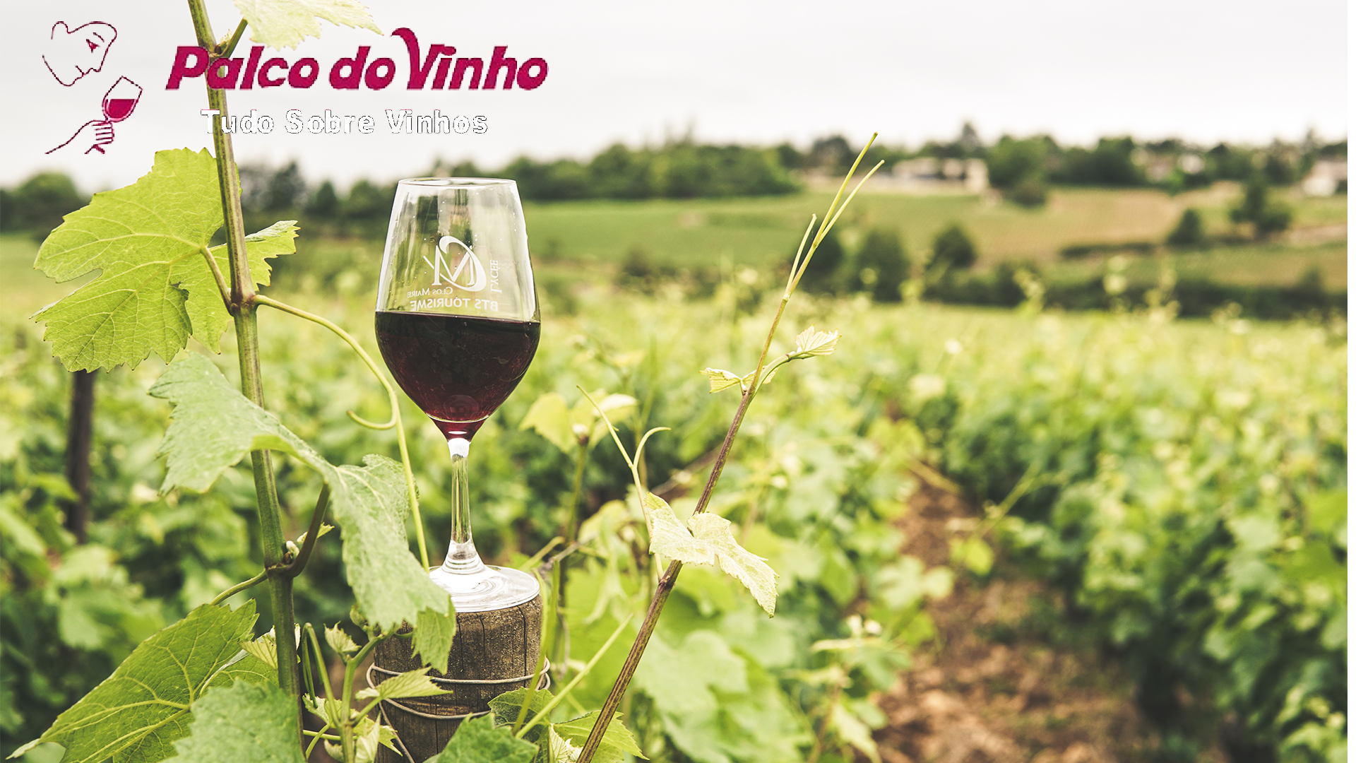 Taninos: Guia rápido sobre a importância dos taninos nos vinhos